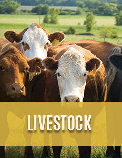Livestock Safety